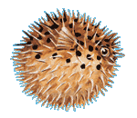 Spiny Puffer and Porcupine Fish