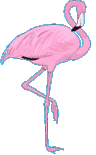 National bird of the Bahamas: the Flamingo