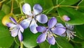 National tree of the Bahamas: the Lignum Vitae