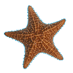 Bahamian Starfish